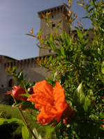 Rocca Flea